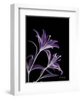 Purple Lily-Albert Koetsier-Framed Premium Giclee Print