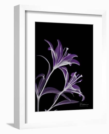 Purple Lily-Albert Koetsier-Framed Premium Giclee Print
