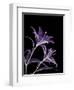 Purple Lily-Albert Koetsier-Framed Premium Giclee Print