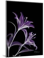 Purple Lily-Albert Koetsier-Mounted Premium Giclee Print