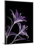 Purple Lily-Albert Koetsier-Mounted Premium Giclee Print