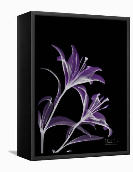 Purple Lily-Albert Koetsier-Framed Stretched Canvas