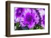 Purple Lobelia, Bellevue, Washington State-William Perry-Framed Photographic Print