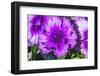 Purple Lobelia, Bellevue, Washington State-William Perry-Framed Photographic Print