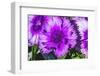 Purple Lobelia, Bellevue, Washington State-William Perry-Framed Photographic Print