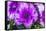 Purple Lobelia, Bellevue, Washington State-William Perry-Framed Stretched Canvas