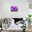 Purple Lobelia, Bellevue, Washington State-William Perry-Photographic Print displayed on a wall