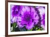 Purple Lobelia, Bellevue, Washington State-William Perry-Framed Photographic Print