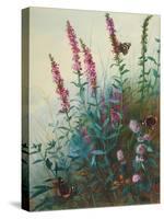 Purple Loosestrife and Watermint, C.1910-20-Archibald Thorburn-Stretched Canvas