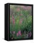 Purple Loosestrife, Invasive Alien Plant, Portsmouth, New Hampshire, USA-Jerry & Marcy Monkman-Framed Stretched Canvas