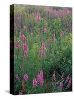 Purple Loosestrife, Invasive Alien Plant, Portsmouth, New Hampshire, USA-Jerry & Marcy Monkman-Stretched Canvas