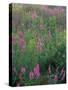 Purple Loosestrife, Invasive Alien Plant, Portsmouth, New Hampshire, USA-Jerry & Marcy Monkman-Stretched Canvas