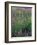 Purple Loosestrife, Invasive Alien Plant, Portsmouth, New Hampshire, USA-Jerry & Marcy Monkman-Framed Photographic Print