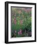 Purple Loosestrife, Invasive Alien Plant, Portsmouth, New Hampshire, USA-Jerry & Marcy Monkman-Framed Photographic Print