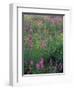 Purple Loosestrife, Invasive Alien Plant, Portsmouth, New Hampshire, USA-Jerry & Marcy Monkman-Framed Photographic Print