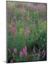 Purple Loosestrife, Invasive Alien Plant, Portsmouth, New Hampshire, USA-Jerry & Marcy Monkman-Mounted Photographic Print