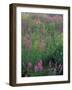 Purple Loosestrife, Invasive Alien Plant, Portsmouth, New Hampshire, USA-Jerry & Marcy Monkman-Framed Photographic Print