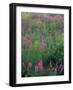 Purple Loosestrife, Invasive Alien Plant, Portsmouth, New Hampshire, USA-Jerry & Marcy Monkman-Framed Photographic Print