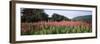 Purple Loosestrife (Lythrum Salicaria) Flowers in a Field, Forillon National Park, Quebec, Canada-null-Framed Photographic Print