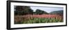 Purple Loosestrife (Lythrum Salicaria) Flowers in a Field, Forillon National Park, Quebec, Canada-null-Framed Photographic Print