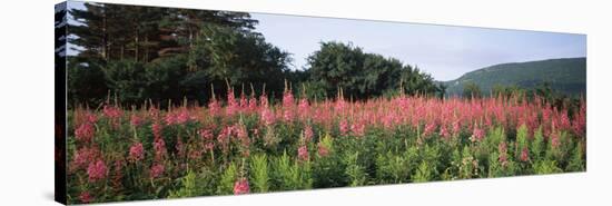 Purple Loosestrife (Lythrum Salicaria) Flowers in a Field, Forillon National Park, Quebec, Canada-null-Stretched Canvas