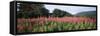 Purple Loosestrife (Lythrum Salicaria) Flowers in a Field, Forillon National Park, Quebec, Canada-null-Framed Stretched Canvas