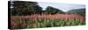 Purple Loosestrife (Lythrum Salicaria) Flowers in a Field, Forillon National Park, Quebec, Canada-null-Stretched Canvas