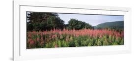 Purple Loosestrife (Lythrum Salicaria) Flowers in a Field, Forillon National Park, Quebec, Canada-null-Framed Photographic Print