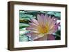 Purple Lotus Flower-joyfuldesigns-Framed Photographic Print