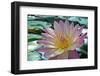 Purple Lotus Flower-joyfuldesigns-Framed Photographic Print