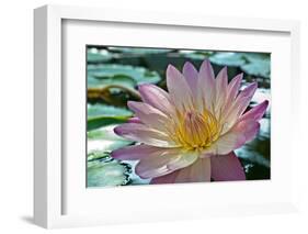 Purple Lotus Flower-joyfuldesigns-Framed Photographic Print