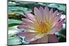 Purple Lotus Flower-joyfuldesigns-Mounted Photographic Print