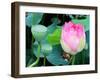 Purple Lotus I-Jairo Rodriguez-Framed Photographic Print