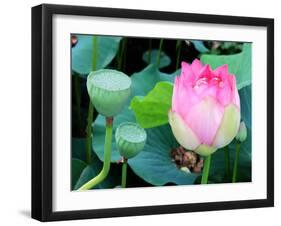 Purple Lotus I-Jairo Rodriguez-Framed Photographic Print