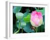 Purple Lotus I-Jairo Rodriguez-Framed Photographic Print