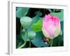 Purple Lotus I-Jairo Rodriguez-Framed Photographic Print