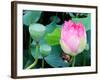 Purple Lotus I-Jairo Rodriguez-Framed Photographic Print