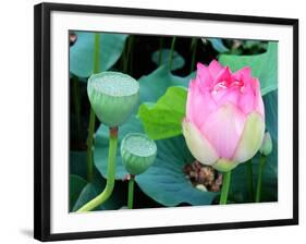 Purple Lotus I-Jairo Rodriguez-Framed Photographic Print