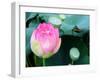 Purple Lotus II-Jairo Rodriguez-Framed Photographic Print