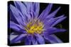 Purple Lotus-powerpig-Stretched Canvas