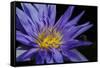 Purple Lotus-powerpig-Framed Stretched Canvas