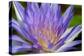 Purple Lotus-powerpig-Stretched Canvas