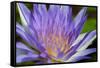 Purple Lotus-powerpig-Framed Stretched Canvas