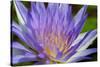 Purple Lotus-powerpig-Stretched Canvas