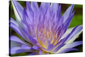 Purple Lotus-powerpig-Stretched Canvas