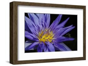 Purple Lotus-powerpig-Framed Photographic Print