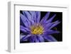 Purple Lotus-powerpig-Framed Photographic Print