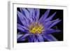 Purple Lotus-powerpig-Framed Photographic Print