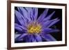 Purple Lotus-powerpig-Framed Photographic Print