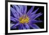 Purple Lotus-powerpig-Framed Photographic Print